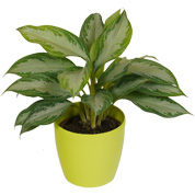 Aglaonema Silver Bay + Cachep Verde Limo